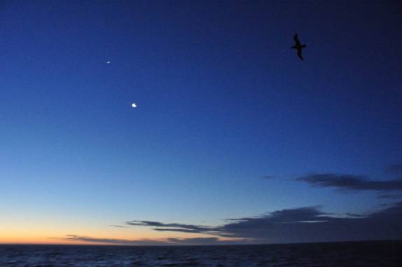 Um pássaro, já com a lua brilhando, voa sobre o Sea Spirit um dia antes de chegarmos às Ilhas Malvinas